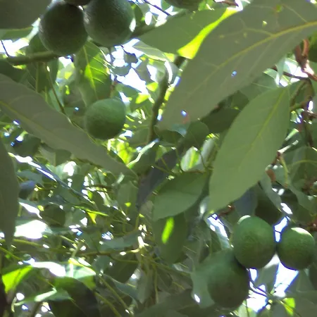 Appartement Dionysios Skala (Kefalonia)